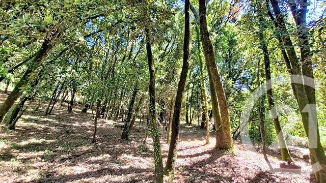 terrain à vendre - 1032.0 m2 - CENDRAS - 30 - LANGUEDOC-ROUSSILLON - Century 21 Impact Immobilier
